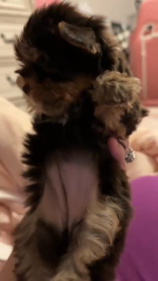 Babydoll Face Chocolate yorkie Female in Somerset, Kentucky