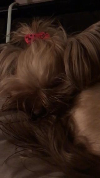 Chocolate Sable Yorkies Coming In January! in Bellingham, Washington