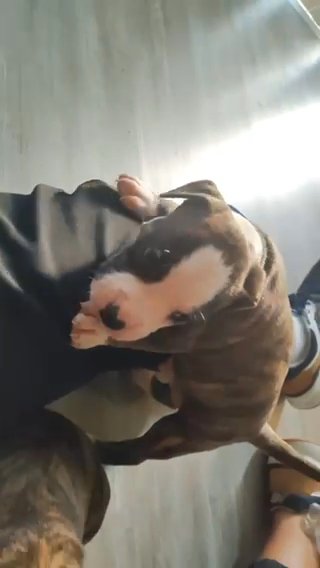 Pitbull Puppy for Sale in Homestead, Florida