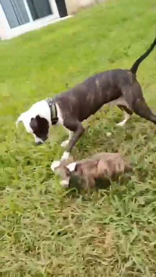 Pitbull Puppy in Homestead, Florida