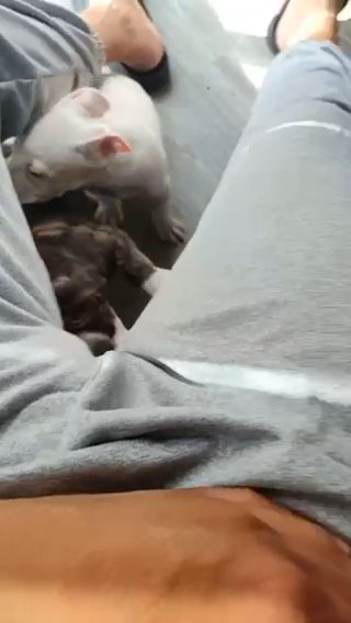 Pitbull Pup for Sale in Homestead, Florida
