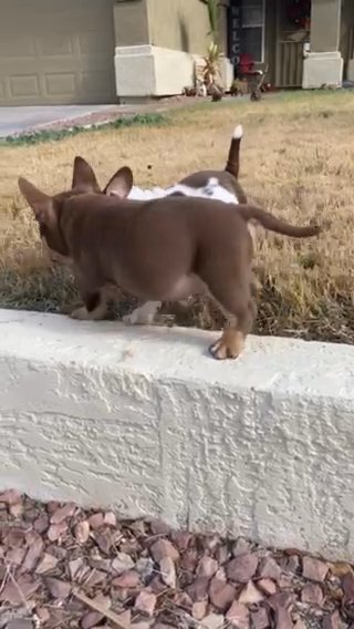 American Bully Puppies in Phoenix, Arizona