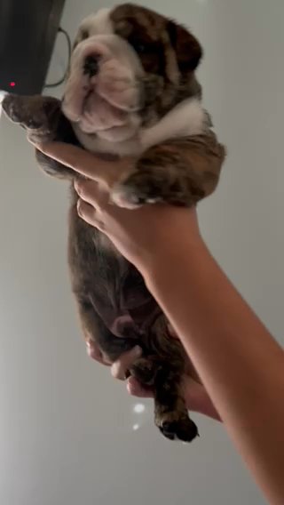 English Bulldog in Brunswick, Georgia