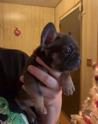 Rudolph (M) in Mesa, Arizona