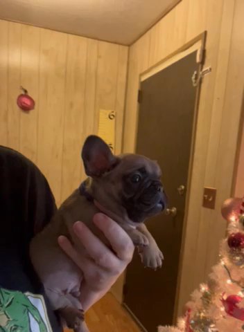 Dasher (M) in Mesa, Arizona