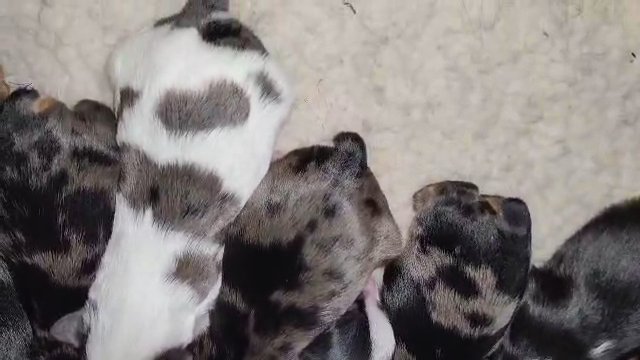 Baby Yorkies 🐾 in Fort Lauderdale, Florida