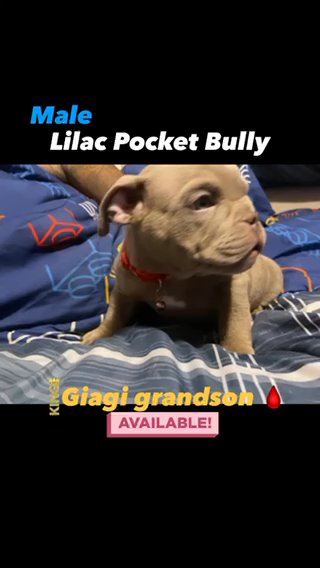 Lilac Male pocket Bully With Papers! in Albuquerque, New Mexico