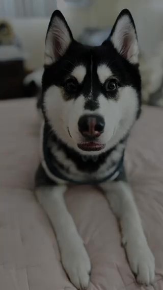 Husky For Sell in Fullerton, California
