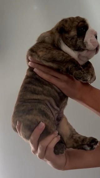 English Bulldog in Brunswick, Georgia