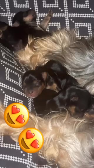 Yorkies in Columbia, South Carolina