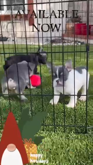 French Bulldogs in Queen Creek, Arizona