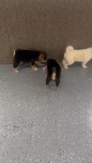 Shiba Inu Puppies in Euclid, Ohio