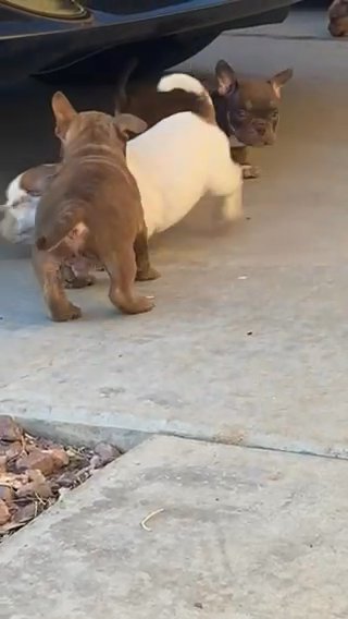 American Bully Puppies in Phoenix, Arizona