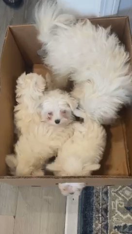 Puppies in Westbrook, Maine