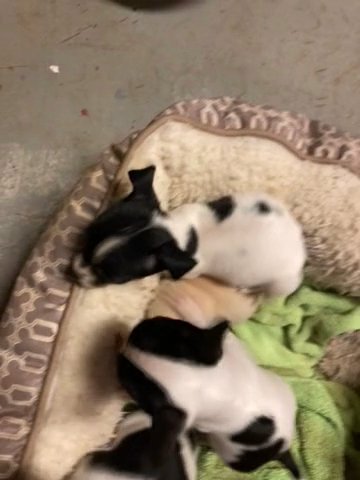rat terrier in Tyler, Texas