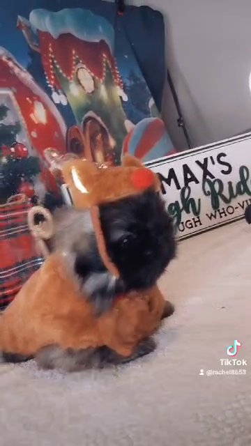 pekingese baby girl in Kansas City, Missouri