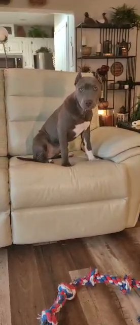 American Bully Puppy XL I Kit-Kat in Minneapolis, Minnesota