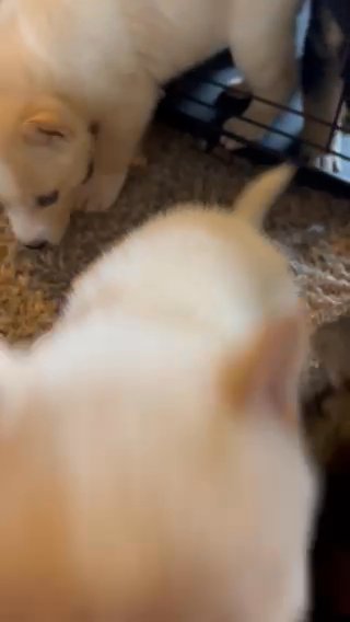 Husky/German Shepherd Mix in North Haven, Connecticut