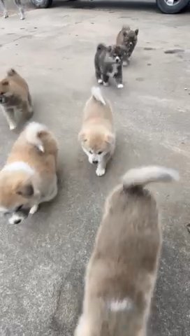 Japanese Akita Puppies in Fayetteville, Arkansas