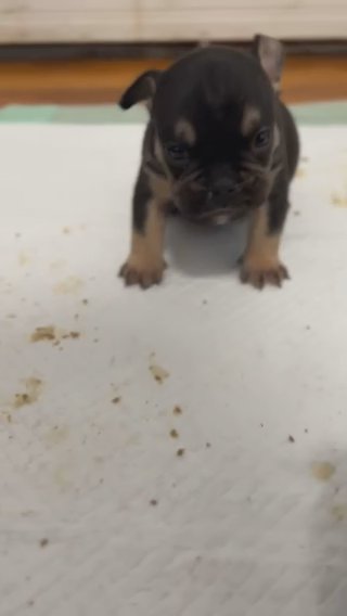 Frenchie Pup in New Britain (Town), Connecticut