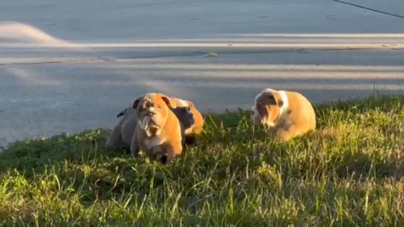 Lilac Fawn English Bulldogs . All Males in Houston, Texas