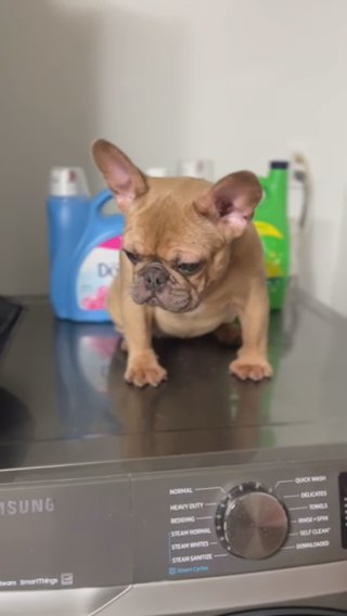 Frenchie Pup in Waterbury, Connecticut