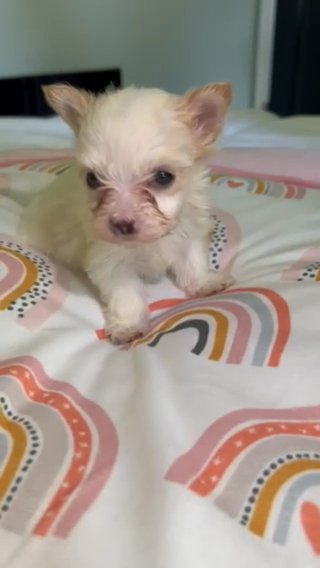 Snowball - Micro Teacup Teddy Bear 🧸 Morkie in Atlanta, Georgia