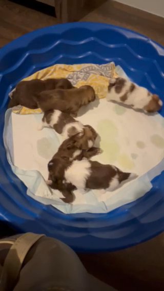 Bebe’s Akc Puppies? in Kissimmee, Florida