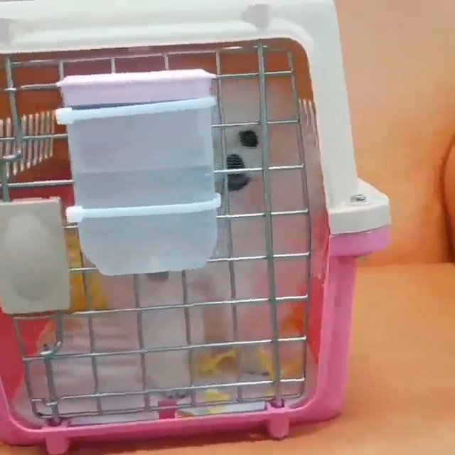 Maltese puppies available for sale in New York City, New York