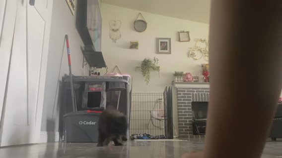 Pomeranian Puppy in Palmdale, California