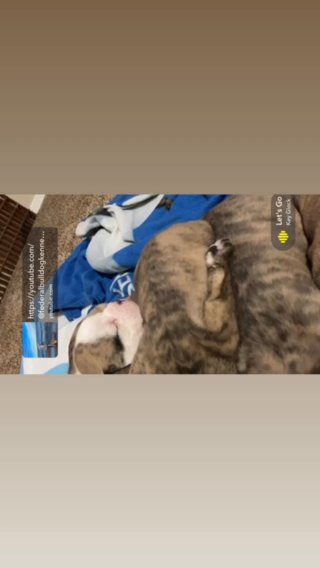Olny 2 Puppies Available in Glendale, Wisconsin