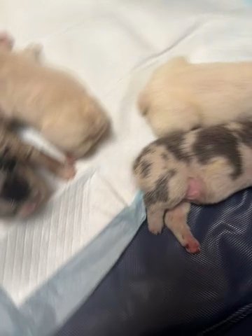 New Litter ! Ready For There FUREVER home December 23! Visual Fluffys.. Platinum, TrinChocolate Mérele, And 2 Blue Merle Fluffys! All Very Healthy And Very Alert Prices Vary in Dublin, California