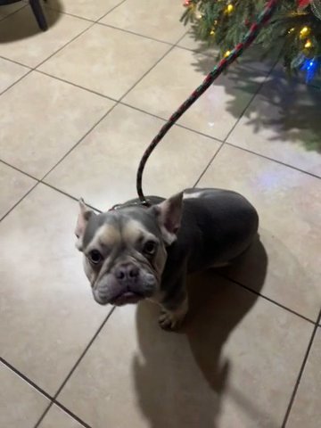 Frenchie in Dallas, Texas