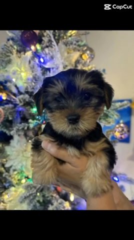 Rehoming Yorkie in Modesto, California