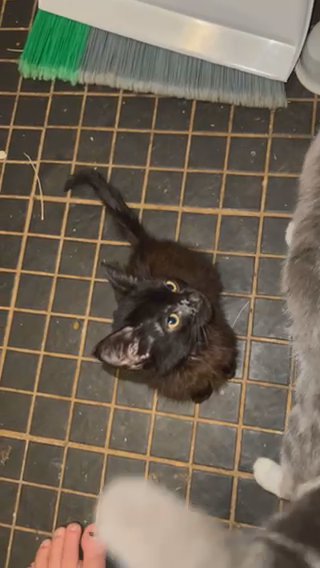 Black Female Kitten in Memphis, Tennessee