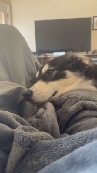 Rehoming Siberian Husky in Austin, Texas