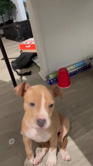 9 Week Old American Pitbull Puppy in Hampton, Virginia