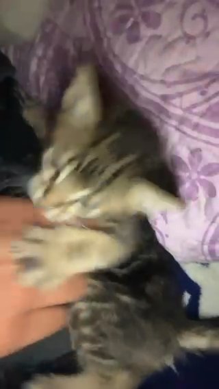 Kitten For Sale (Tabby) in Los Angeles, California