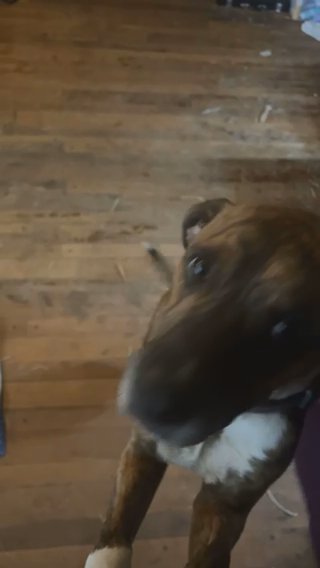 Momma Dog V in Memphis, Tennessee