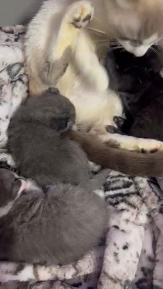 American Curl Kittens For Sale in Queens, New York