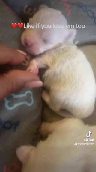 Coton De Tulear Puppies in Chicago, Illinois
