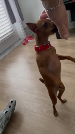 Red miniature Pinscher in Largo, Florida