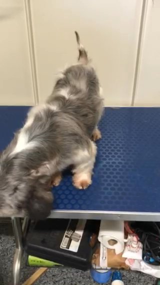 Sydney- Shihtzu Female in Gainesville, Georgia