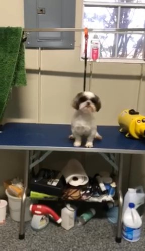Bubbles- Shihtzu Female in Gainesville, Georgia