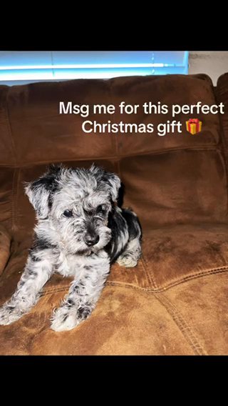 miniature schnauzer in Bartow, Florida