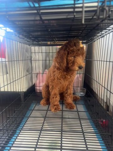 goldendoodle in Miami, Florida