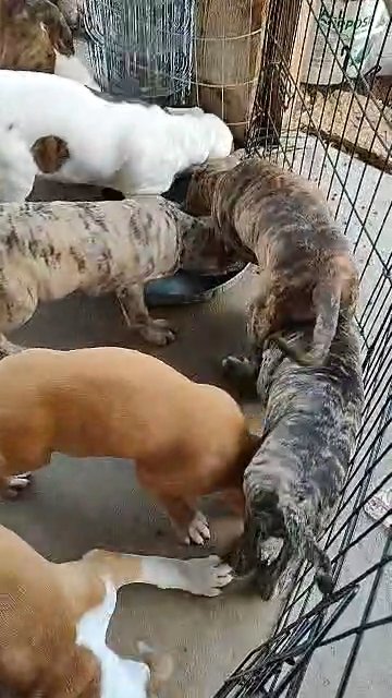 Texas Boerboel pups in Houston, Texas