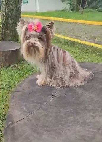 Mini Chocolate ? Merle Female Yorkie 8 Months Old in Riverside, California