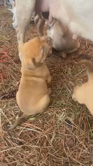 Pitbull Mix in Albany, Georgia