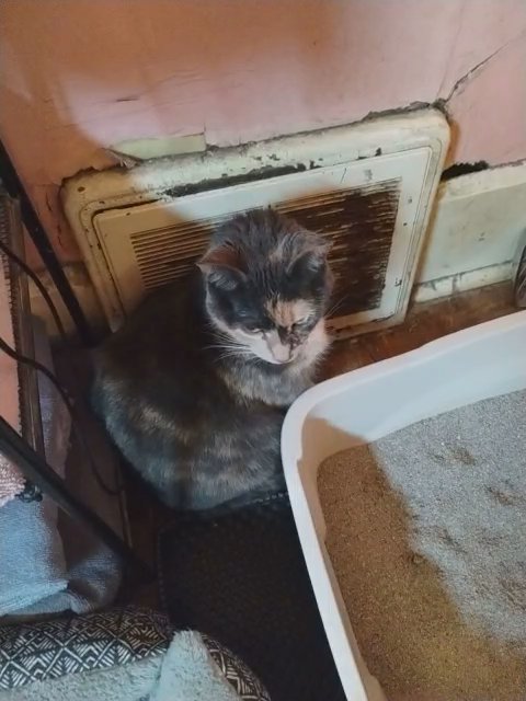 female calico cat re homing in Canton, Ohio